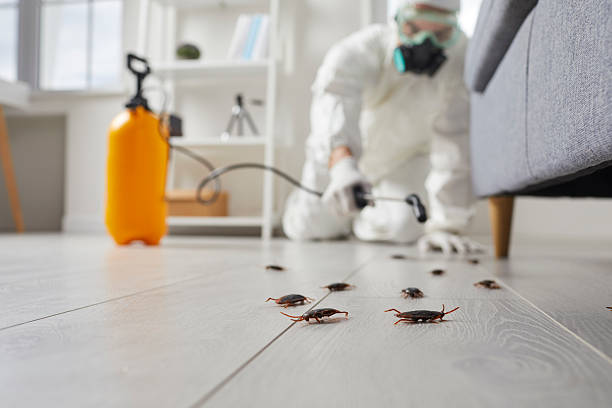 Commercial Kitchen Cockroach Control in Pocahontas